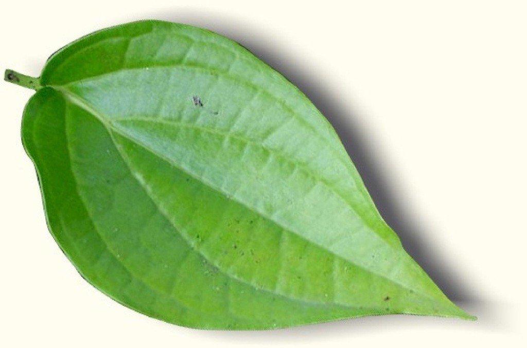 betel leaves